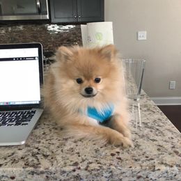 Pomeranian Puppies from Pomflower Pomeranians