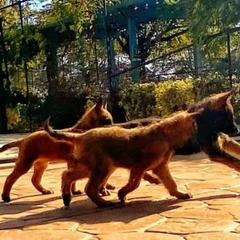 Belgian Laekenois Puppies from Cal Curly Coats Belgian Laekenois