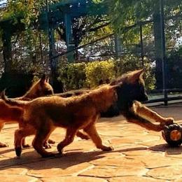 Belgian Laekenois Puppies from Cal Curly Coats Belgian Laekenois
