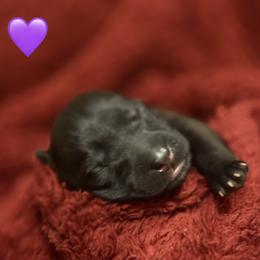 Purple - Fawn sable female Belgian Malinois puppy in Boise, Idaho from Wings of Freedom Retrievers and Malinois