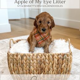 Fuji - Red  male Goldendoodle puppy in Bell Buckle, Tennessee from Precious Puptown Doodles