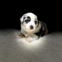 Miniature Australian Shepherd Puppies from Peace Creek Aussies
