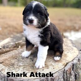 Shark Attack - Black tri-color male Australian Shepherd puppy in Jena, Louisiana from Diamond 5 Aussies