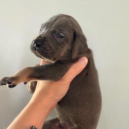 Blue Tan Point (orange collar) - Blue male Great Dane puppy in Kimball, Michigan from Starlight Danes