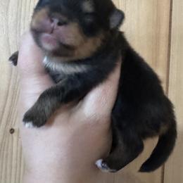 Buttercup - Black and tan female Pomeranian puppy in Sandia, Texas from Broken Arrow Poms