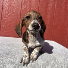 Matilda - Piebald female Dachshund puppy in Temecula, California from Naomi Magee's Dachshund Kennel