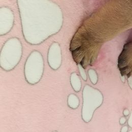 Girl 1 - French Bulldog puppy in Yakima, Washington from Ginny's Frenchies