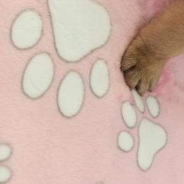 Girl 1 - French Bulldog puppy in Yakima, Washington from Ginny's Frenchies