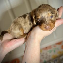 Nero - Dapple male Dachshund puppy in North Port, Florida from Jessica Louise Dachshunds