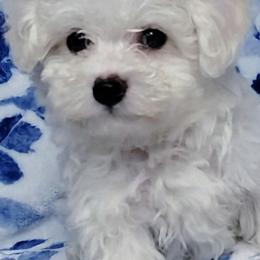 Maltipoo Puppies from Little Cupcakes and Little Pumpkins Maltipoos