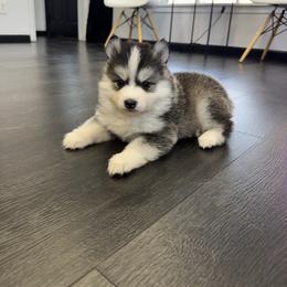 Sweetie - Black and white female Pomsky puppy in La Verne, California from Red Cedar Pomskies