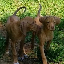 Rhodesian Ridgebacks from Indaba Ridgebacks