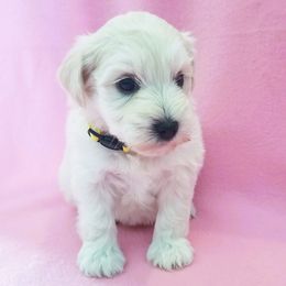 Miniature Schnauzer Puppies from Great Basin Miniature Schnauzers