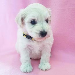 Miniature Schnauzer Puppies from Great Basin Miniature Schnauzers