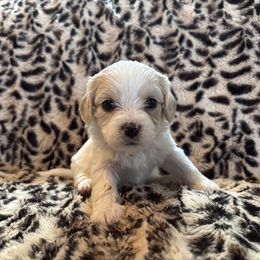 Lila 3 - Tan and white Cavachon puppy in Holly, Michigan from Terrie’s Cavalier’s & Cavachons