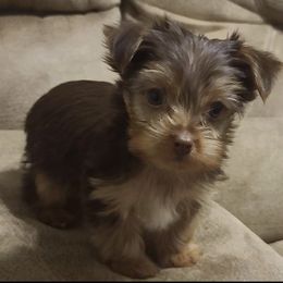 Poodle, Shih Tzu, and Yorkshire Terrier Puppies from Adorable Puppy Paws