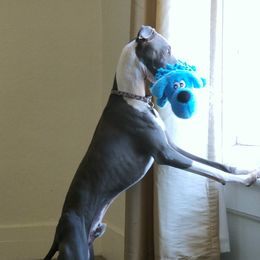 Whip  - Italian Greyhound