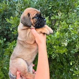 Ashen - Red fawn female Bullmastiff puppy in San Antonio, Texas from Blushing Dawn Bullmastiffs