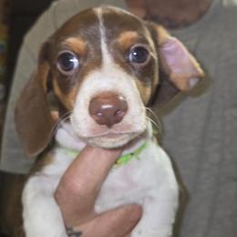 Picasso - Piebald male Dachshund puppy in New Caney, Texas from BouncinMiniWeenies