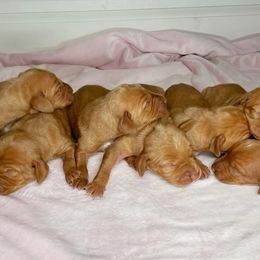 Vizsla Puppies from Arkansas Vizslas