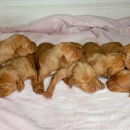 Vizsla Puppies from Arkansas Vizslas