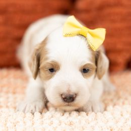 Cockapoo Puppies from Firm Foundation Cockapoos