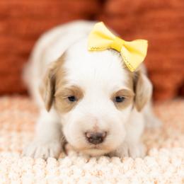Cockapoo Puppies from Firm Foundation Cockapoos