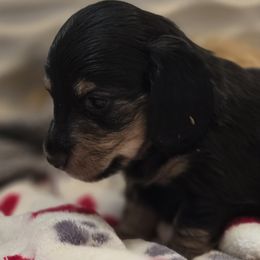Black and cream - Black and cream male Dachshund puppy in Ethel, Washington from Mickey's Miracle Doxies