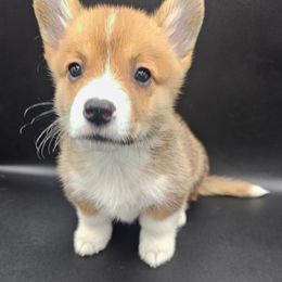 Pembroke Welsh Corgi Puppies from Cody's Corgis and Cattery