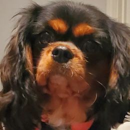 Cavalier King Charles Spaniels from Boullion Barkers