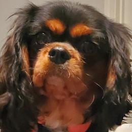 Cavalier King Charles Spaniels from Boullion Barkers