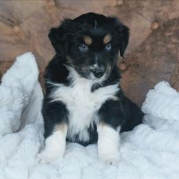 Orange - Black tri-color male Australian Shepherd puppy in Yakima, Washington from Naches Heights Ranch
