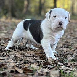 Pilgrim - White male American Bulldog puppy in Pace, Florida from Genesis American Bulldogs