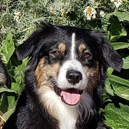 Pearl - Australian Shepherd