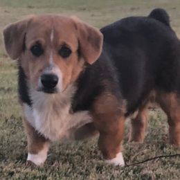 Pembroke Welsh Corgi Puppies from Miss Red's Corgi Farm