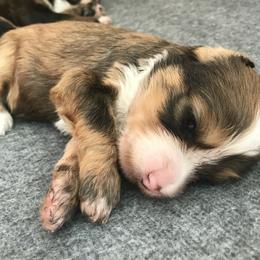 Goldendoodle Puppies from Heartshine Doodles