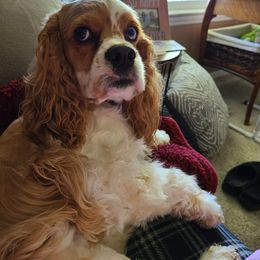 Cocker Spaniel All Grown Up from Laureen's Cocker Spaniels