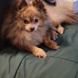Pomeranian Puppies from Paradise Point Pomeranians