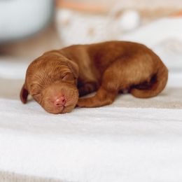 Goldendoodle Puppies from Summer Sun Doodles