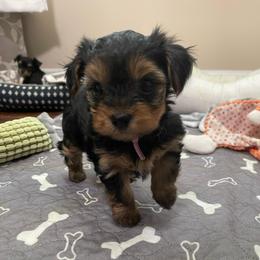 Rosie - Black and tan female Yorkshire Terrier puppy in Atlanta, Georgia from Waggin Buddies Litter