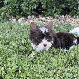 Biewer Terriers from Nashville Biewer LLC