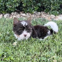 Biewer Terriers from Nashville Biewer LLC