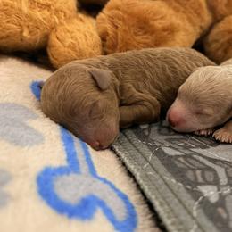Jules - Red  female Goldendoodle puppy in Winter Springs, Florida from Lucky Heart TeddyBear Goldendoodles