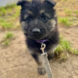 Diablo - White boy - Bi-color male German Shepherd puppy in Oakley, California from Von Guadachi German Shepherds & Audacity Border Collies