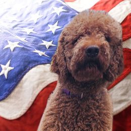 Boston Terriers, Goldendoodles, and Labradoodles from Legacy Bostons and Goldendoodles