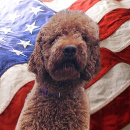 Boston Terriers, Goldendoodles, and Labradoodles from Legacy Bostons and Goldendoodles