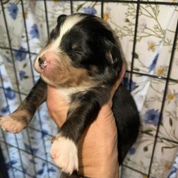 Minimal Merle - Blue merle male Australian Shepherd puppy in Piedmont, Oklahoma from HeartDriven Aussies