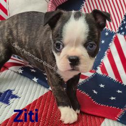 Ziti - Black brindle and white male Boston Terrier puppy in Griffin, Georgia from Celtic Performance Bostons