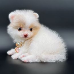 Ashley - Chocolate merle female Pomeranian puppy in Menifee, California from Petite Poms Of CA