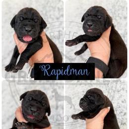 Rapidman - Black male Great Dane puppy in Sac City, Iowa from Northern Great Danes of Colorado & Iowa